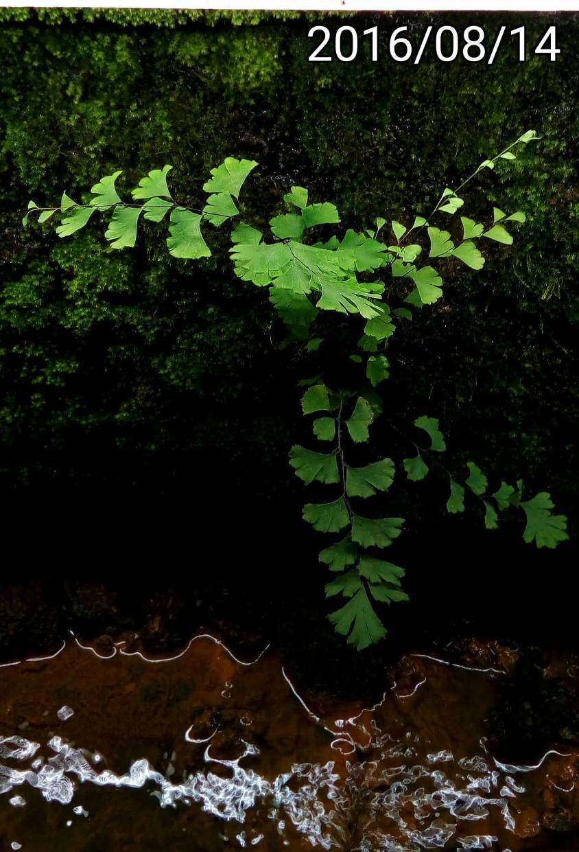 鐵線蕨、Adiantum capillus-veneris, Southern maidenhair fern, black maidenhair fern, maidenhair fern, venus hair fern